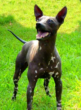 American Hairless Terrier - Pet Your Dog