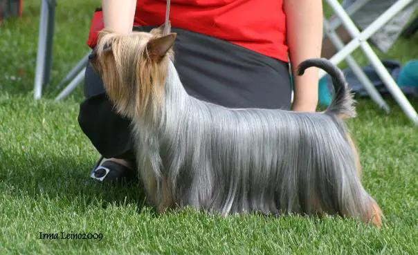 Australian Yorkshire Terrier - Pet Your Dog