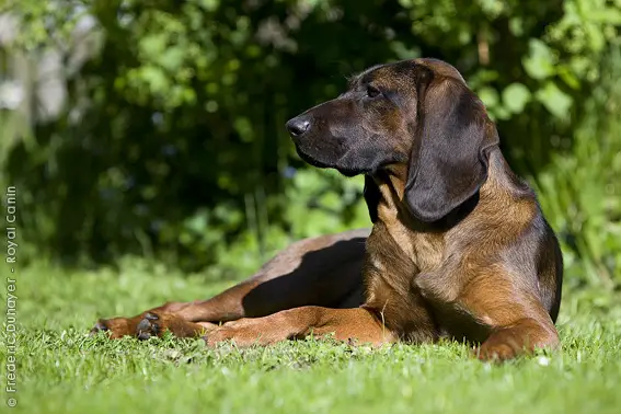 Bavarian Mountain Hound - Pet Your Dog