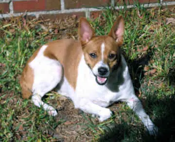 Bench-legged Feist - Pet Your Dog