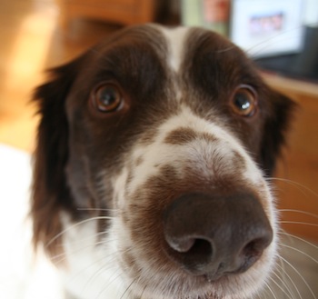 Border Springer - Pet Your Dog