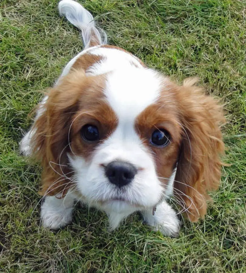 Cavalier King Charles Spaniel - Pet Your Dog