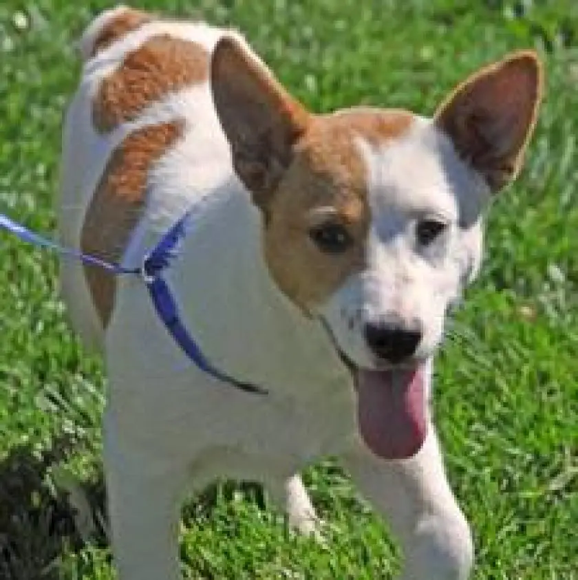 Corgi Cattle Dog - Pet Your Dog