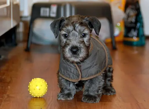 Czesky Terrier - Pet Your Dog