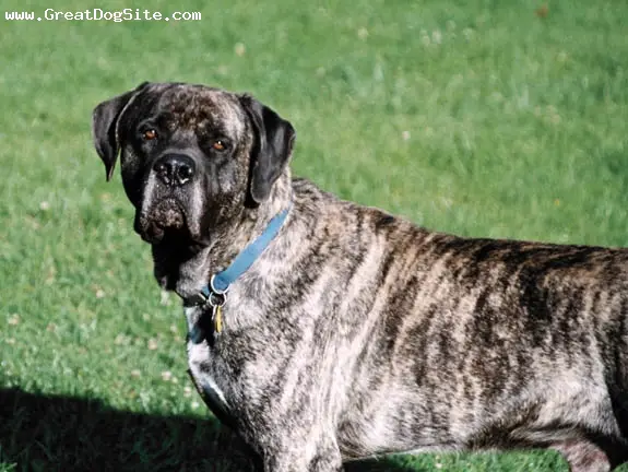 Doubull-mastiff - Pet Your Dog