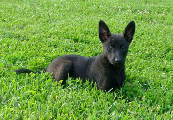 Dutch Shepherd Dog - Pet Your Dog