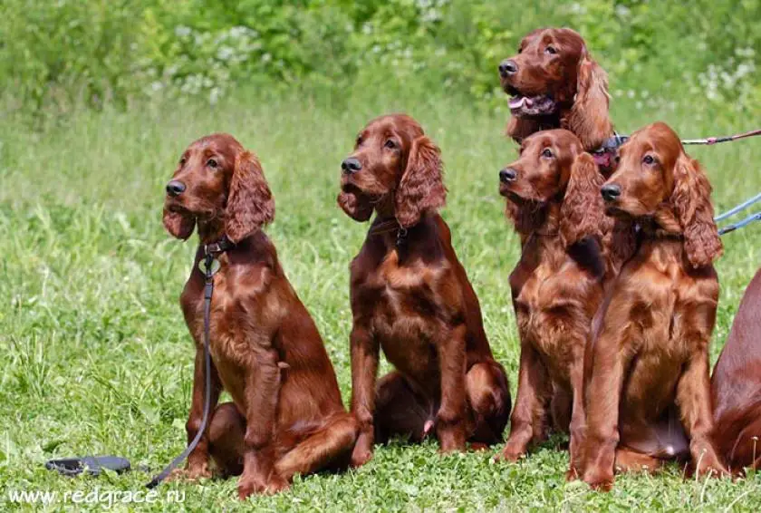 Irish Setter Pet Your Dog   1331179102~photo Index 21 