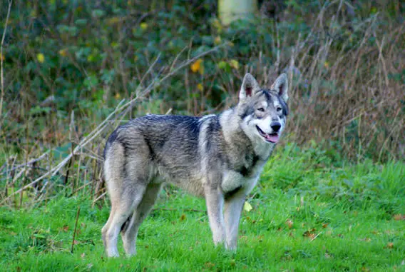 Saarlooswolfhond - Pet Your Dog