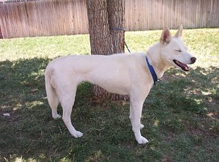 Seppala Siberian Sleddog - Pet Your Dog