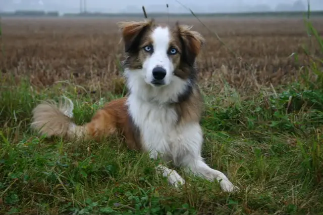 Welsh Sheepdog - Pet Your Dog