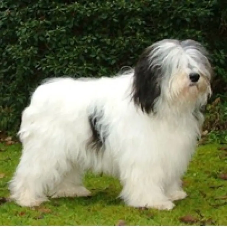 Polish Lowland Sheepdog - Pet Your Dog