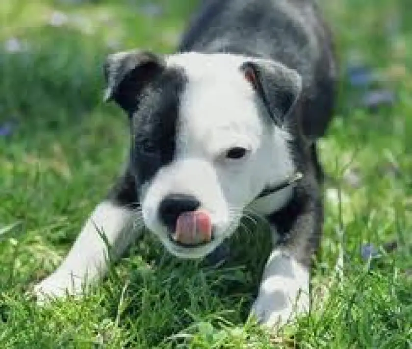 1329815959~American_Staffordshire_Terrier_black_and_white.jpg