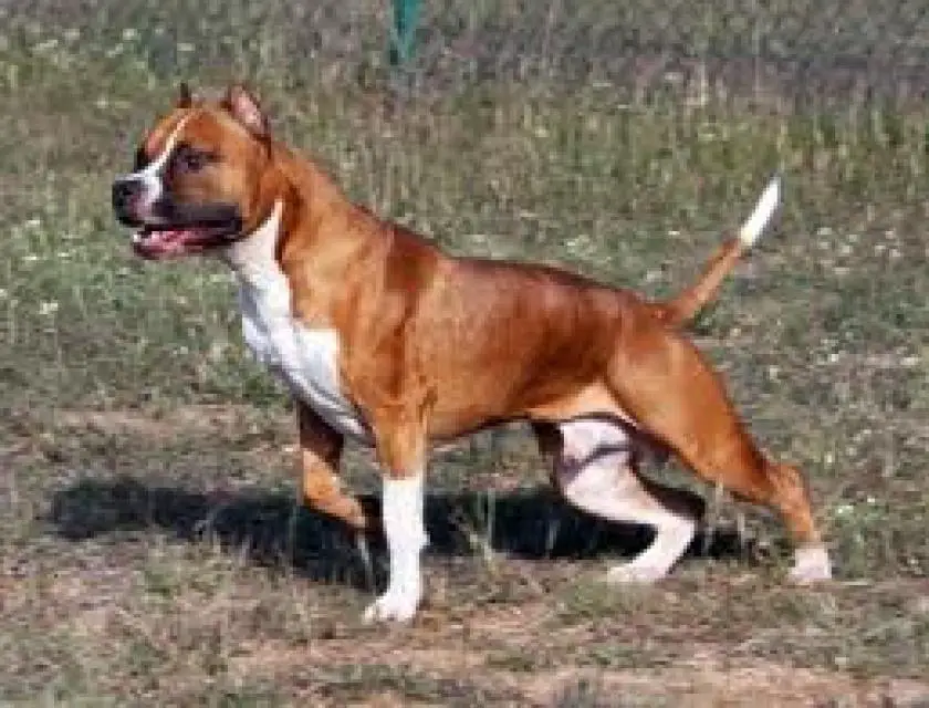 1329816044~American_Staffordshire_Terrier_white_and_brown.jpg