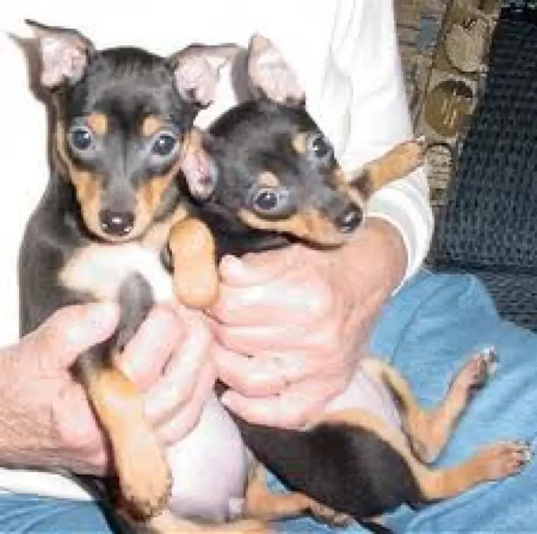 American Rat Pinscher - Pet Your Dog