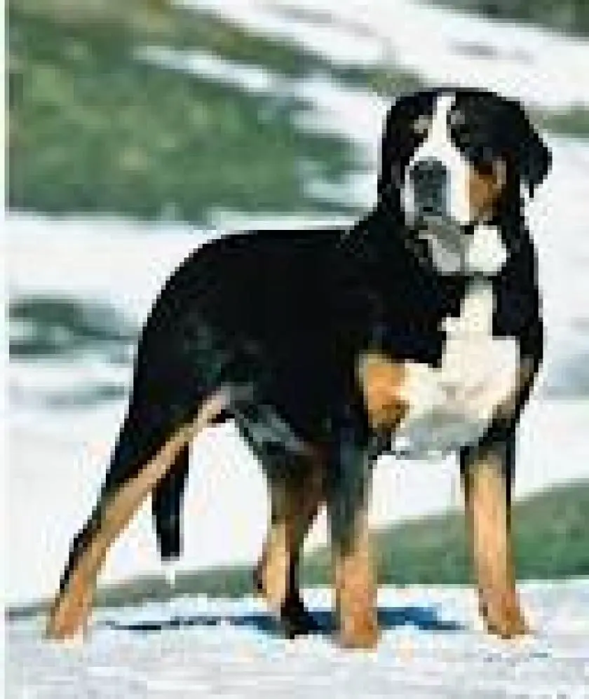 1330161274~Appenzeller_Mountain_Dog_at_snow.jpg