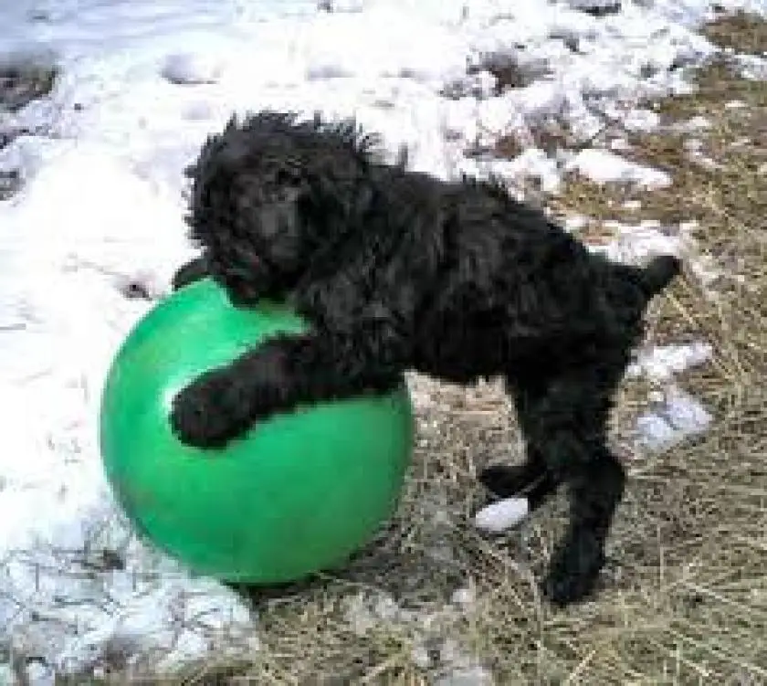 1330408703~Black_Russian_Terrier__with_a_ball.jpg