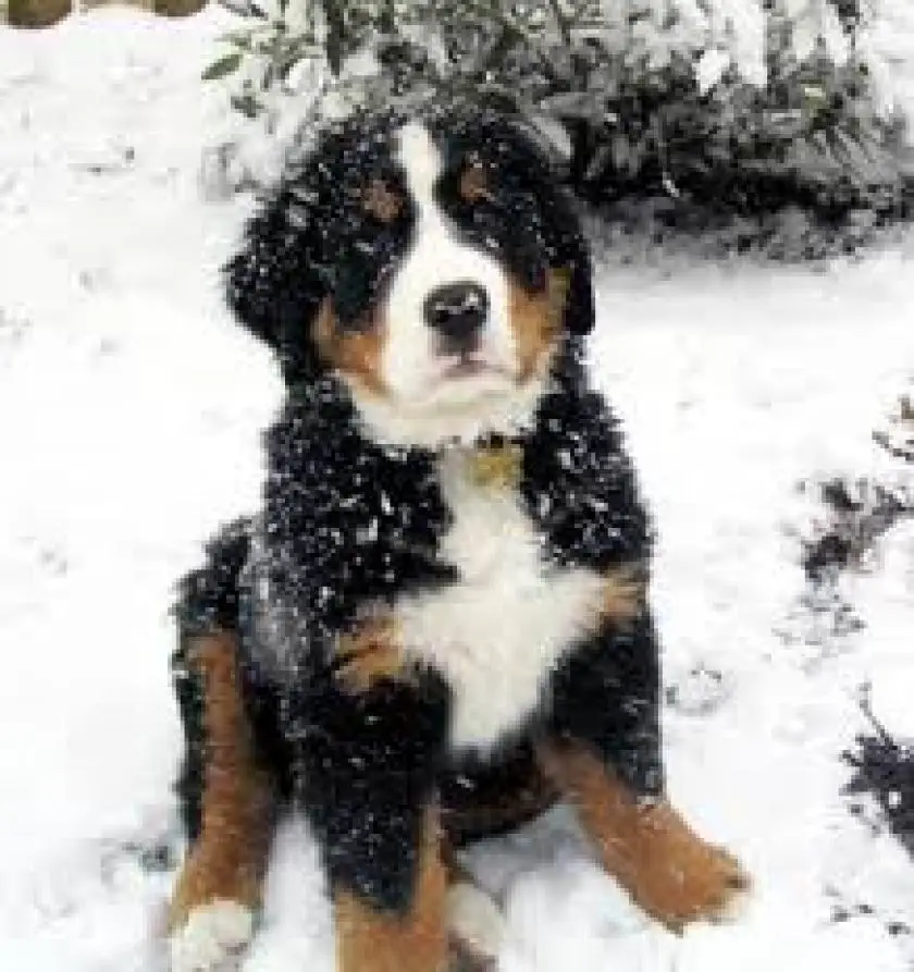 1330409063~Bernese_Mountain_Dog_loves_the_snow.jpg