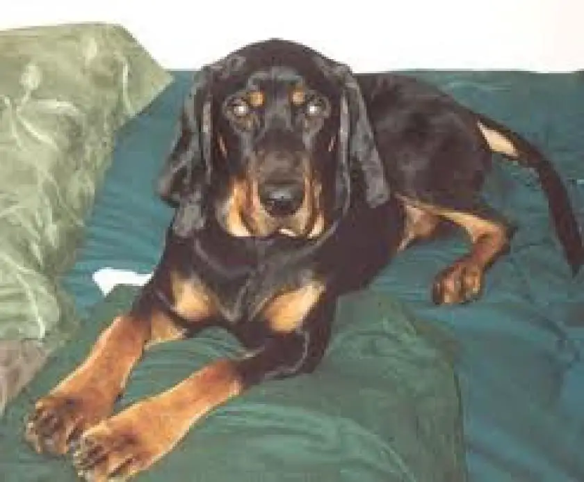 1330411532~Black_and_Tan_Coonhound_on_your_bed.jpg