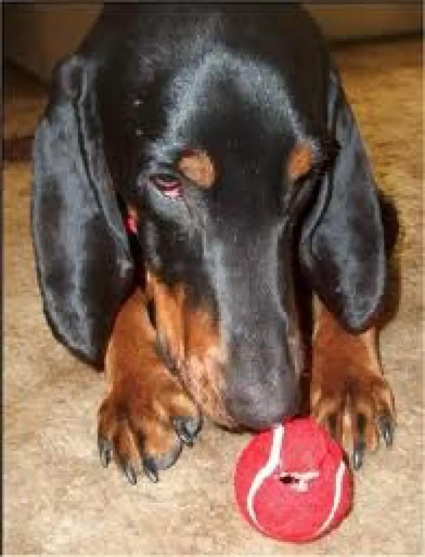 1330411565~Black_and_Tan_Coonhound_with_a_ball.jpg