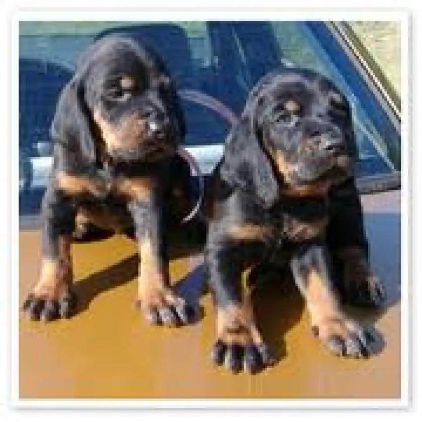 1330411612~Black_and_Tan_Coonhound_in_the_car.jpg
