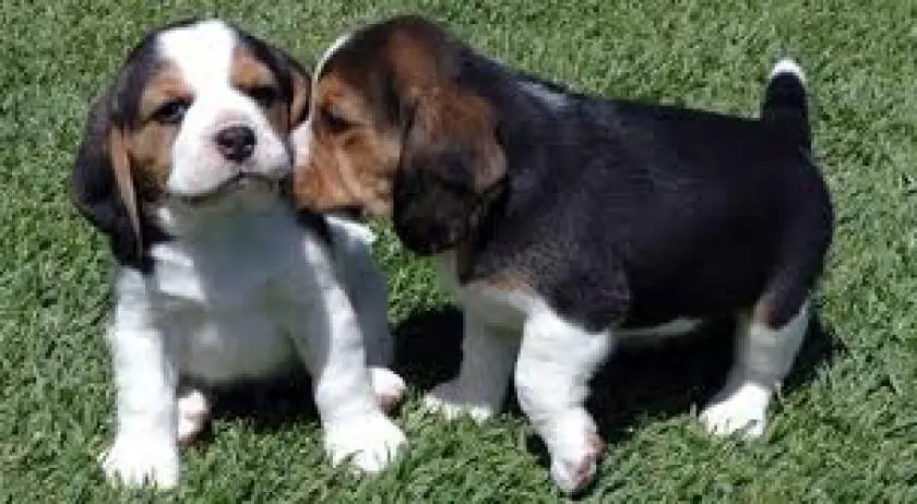 1330411836~Beagle_sniffing_puppies.jpg