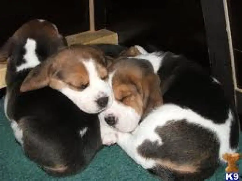 1330411969~Beagle_sleeping_puppies.jpg