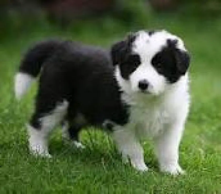 1330414220~Border_Collie_picturial.jpg
