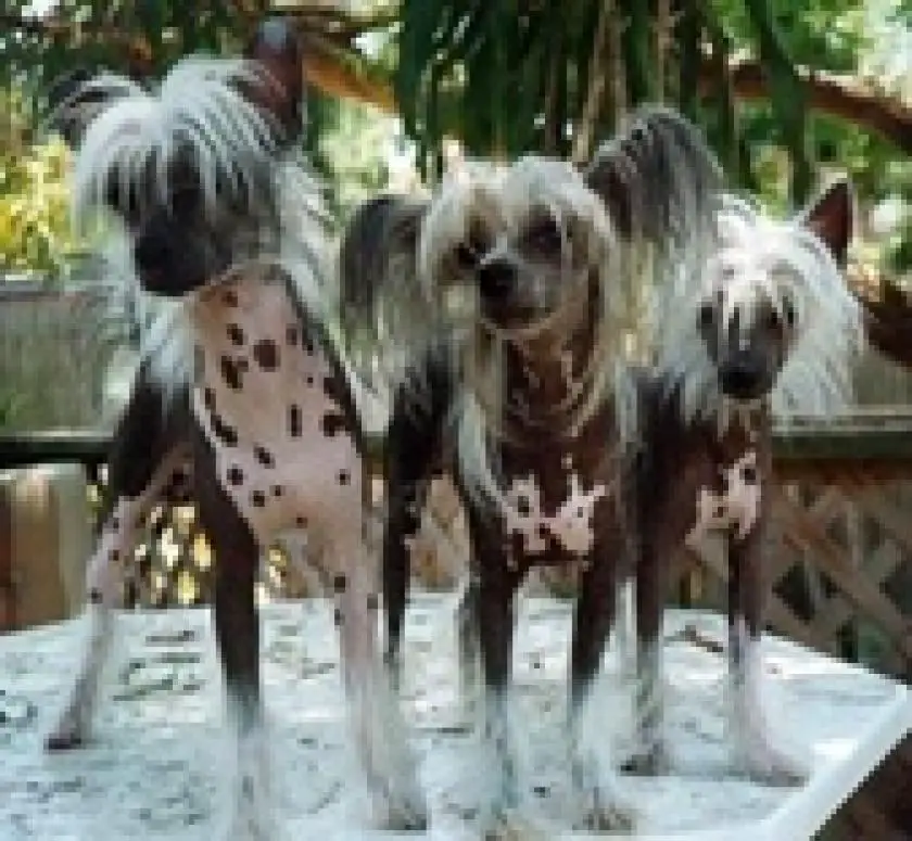 1330415841~Chinese_Crested_1.jpg