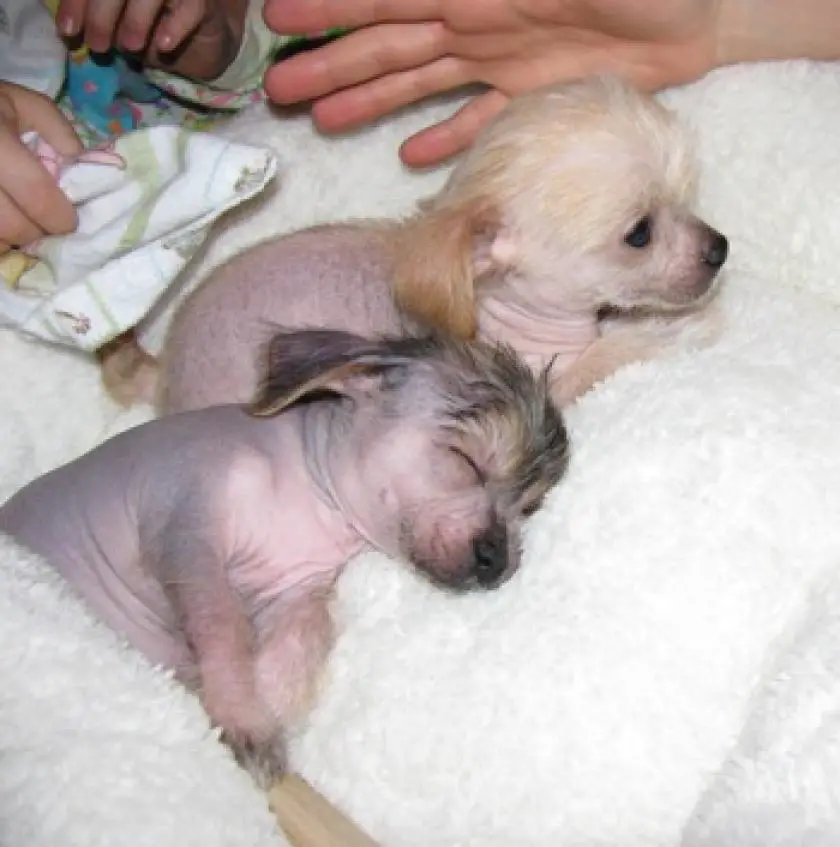 1330416059~Chinese_Crested_3.JPG