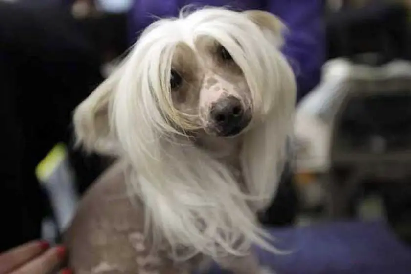 1330416139~Chinese_Crested_4.jpg