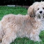 zuchon dog breed