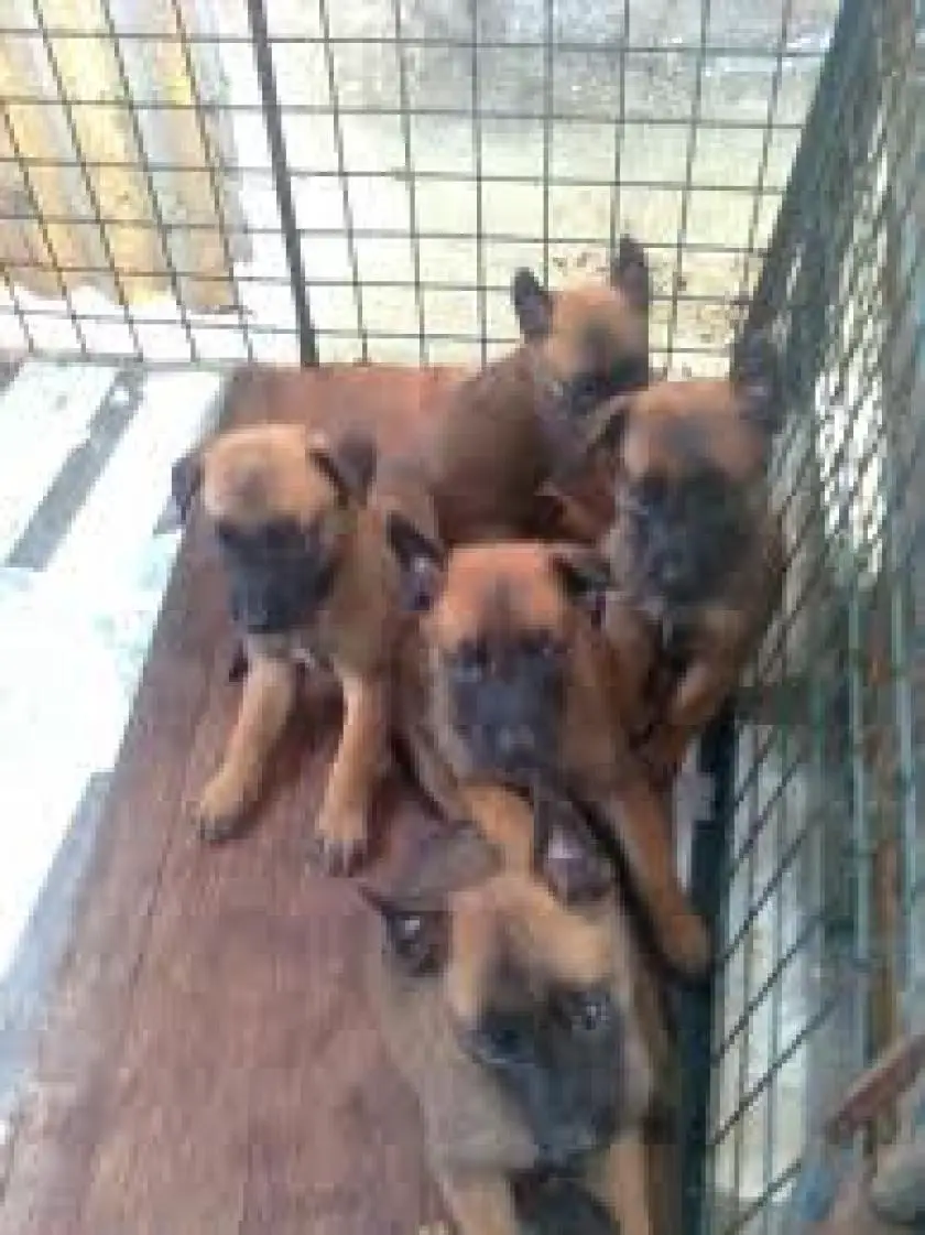 1330426555~Belgian_Malinois_puppies_in_the_cage.jpg