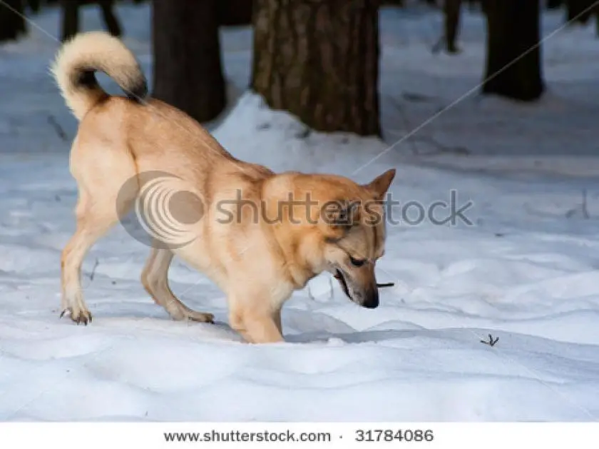1330525228~stock-photo-finnish-spitz-dog-digging-snow-in-winter-forest-31784086.jpg