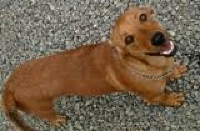1330653866~Basschshund_looks_like_smiling.jpg