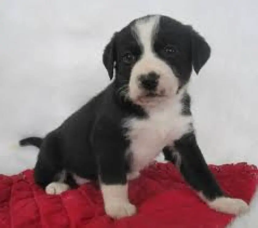 1331097856~Bernedoodle_for_sale_cute_little_puppy.jpg