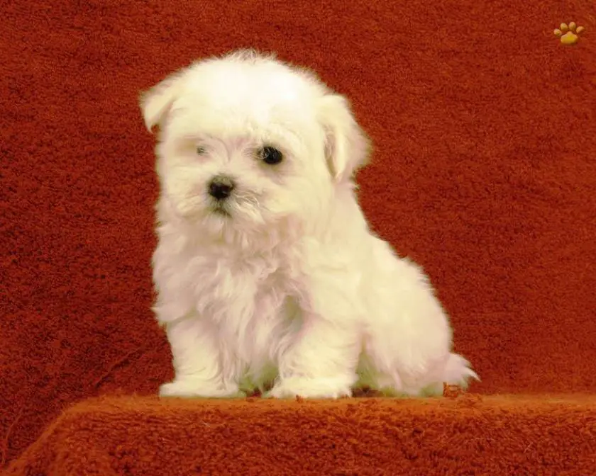 1331104142~puppy-maltese-mix-for-sale-img5454.jpg