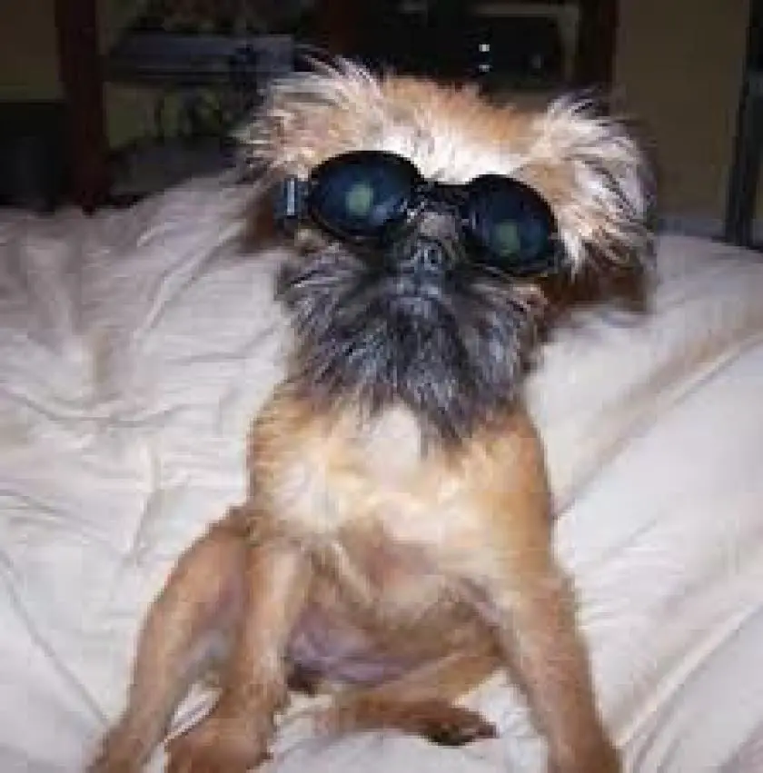 1331118758~Abbie_the_Broodle_Griffon_with_a_goggles.jpg