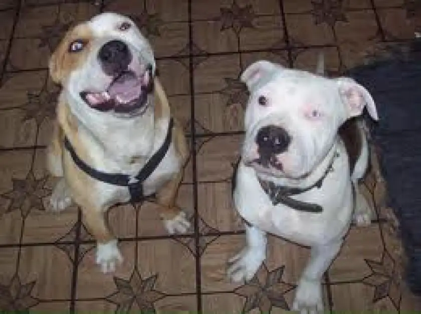 1331174853~Drake_and_kreeper_the_Bullypit_at_5_and_3_months_old.jpg