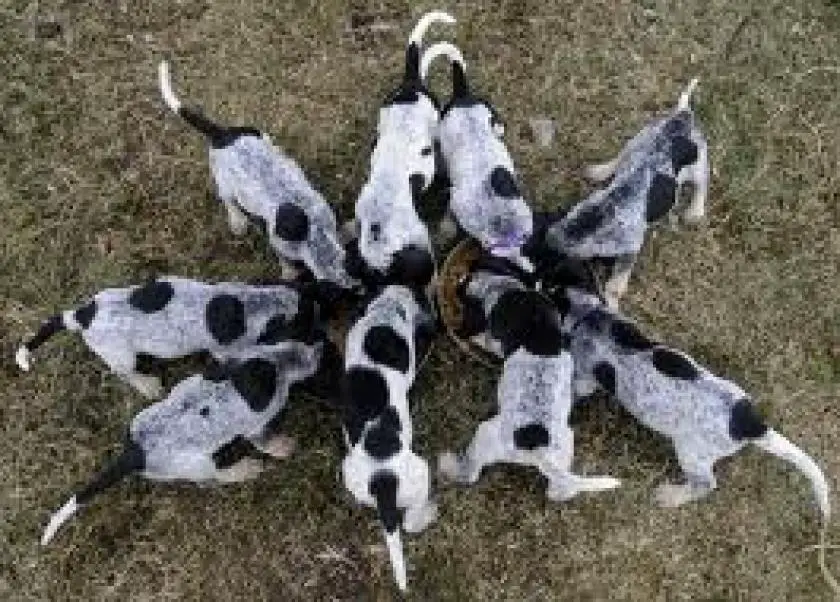 1331176532~Bluetick_Coonhound_puppies_are_hungry.jpg