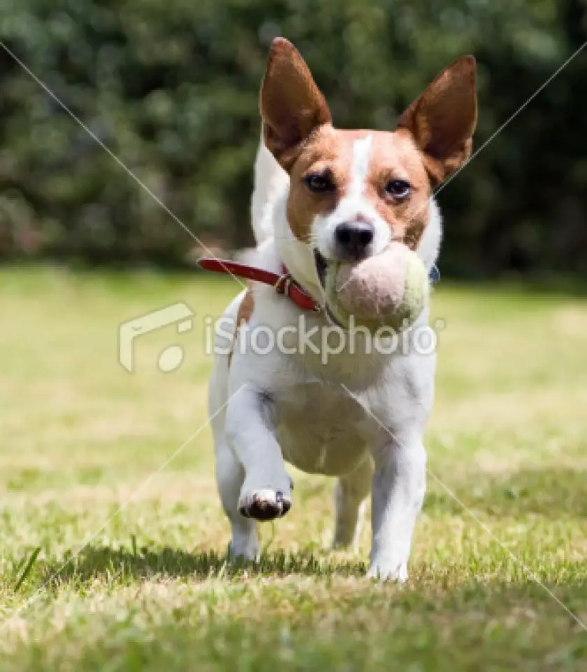 1331179022~stock-photo-10208255-jack-russell-terrier-wants-to-play-ball.jpg