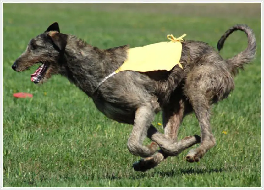 1331180673~Irish-Wolfhound-Dog.jpg