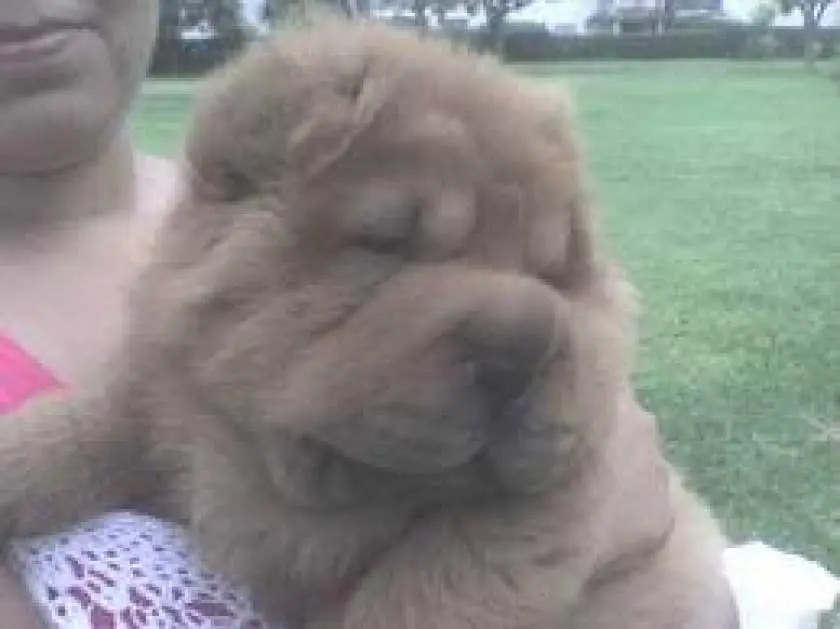 1331191841~Arena_the_lovely_Chow_Pei_puppy.jpg