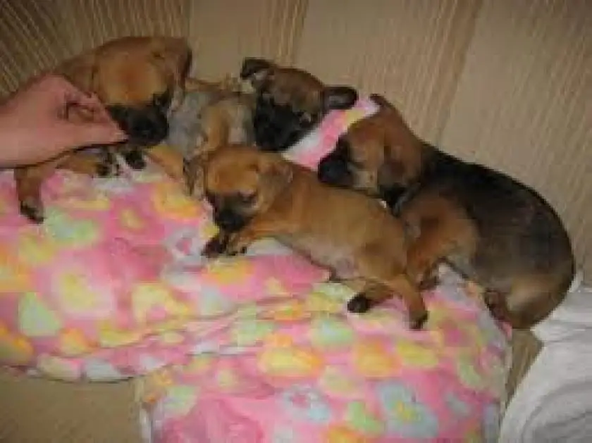 1331192491~four_adorable_Chussel_puppies.jpg