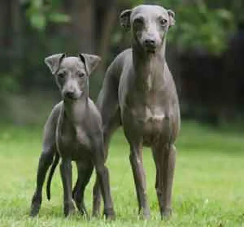 Italian Greyhound - Pet Your Dog