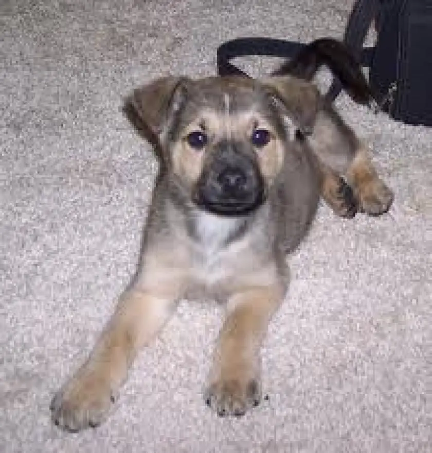 1331199123~Louie_the_Chow_Shepherd__at_3_months_old.jpg