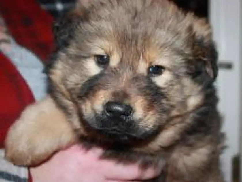1331199156~a_friendly_and_loving_Chow_Shepherd_puppy.jpg