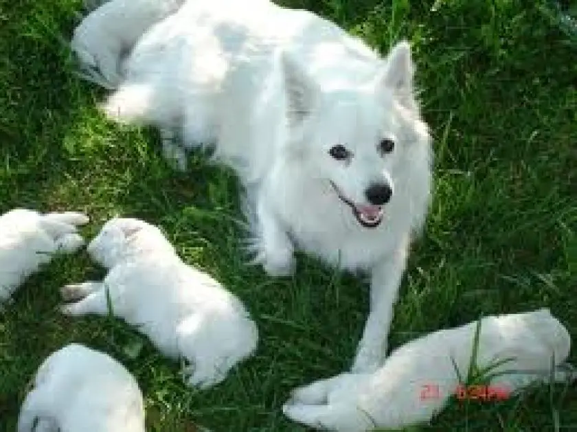 1331199983~mommy_dog_with_her_Coton_Eskimo_puppies.jpg