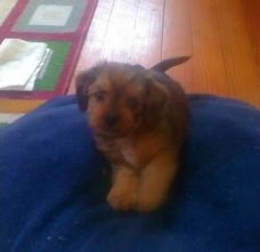 1331260163~Pepper_the_Dach-Griffon_at_6_weeks_old.jpg