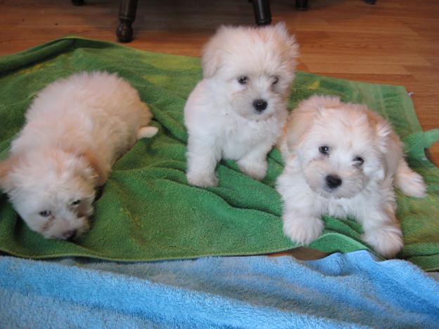 1331706810~1283911981_114875291_1-Pictures-of--Lhatese-Lhasa-ApsoMaltese-mix-Puppies-1283911981.jpg