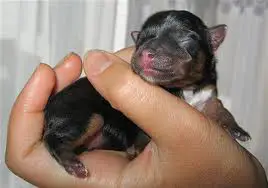 1331790499~Newborn_Yorkshire_Terrier.jpg
